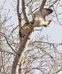 Red tailed Hawk